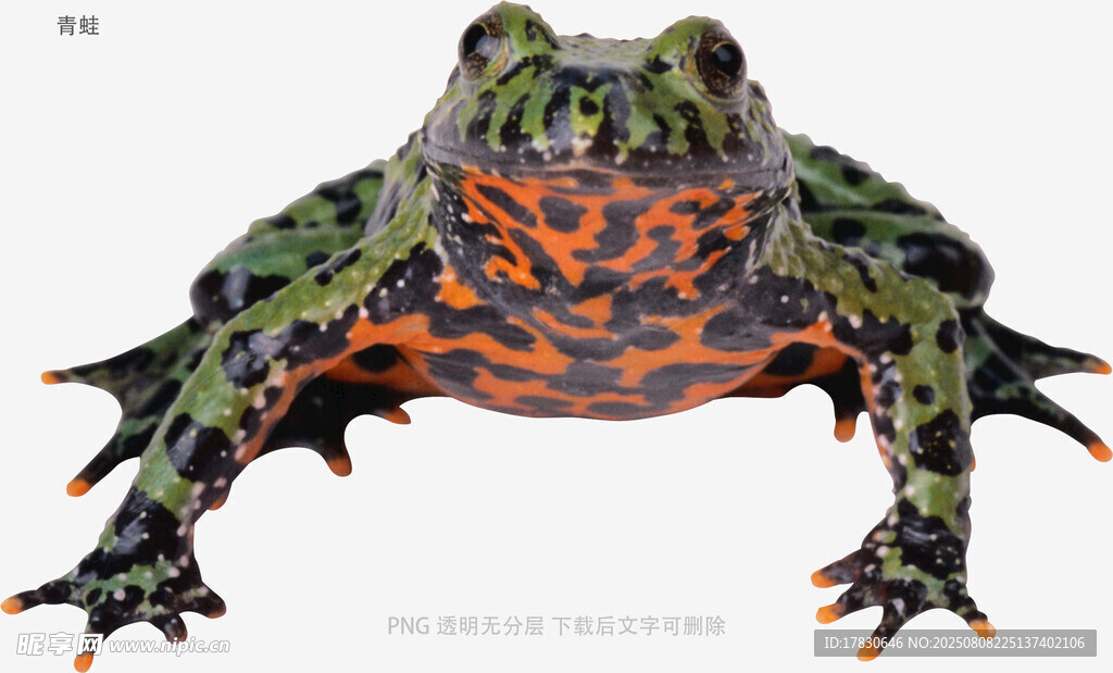 青蛙
