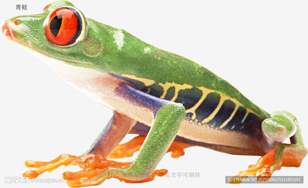 青蛙