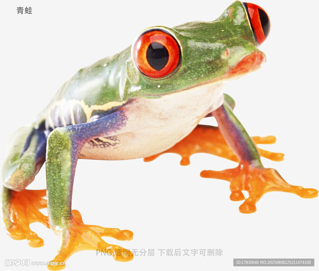 青蛙