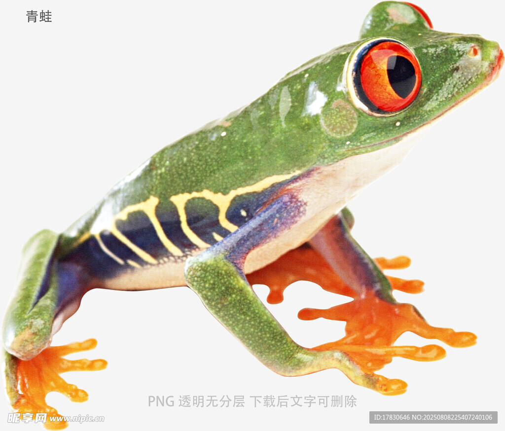 青蛙