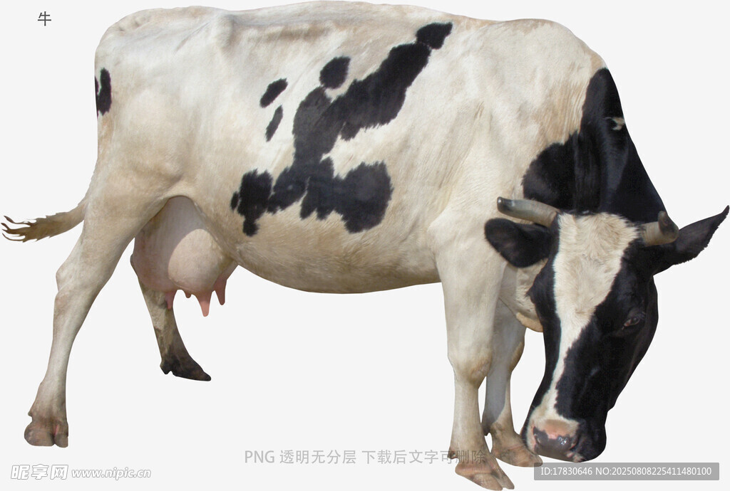 牛