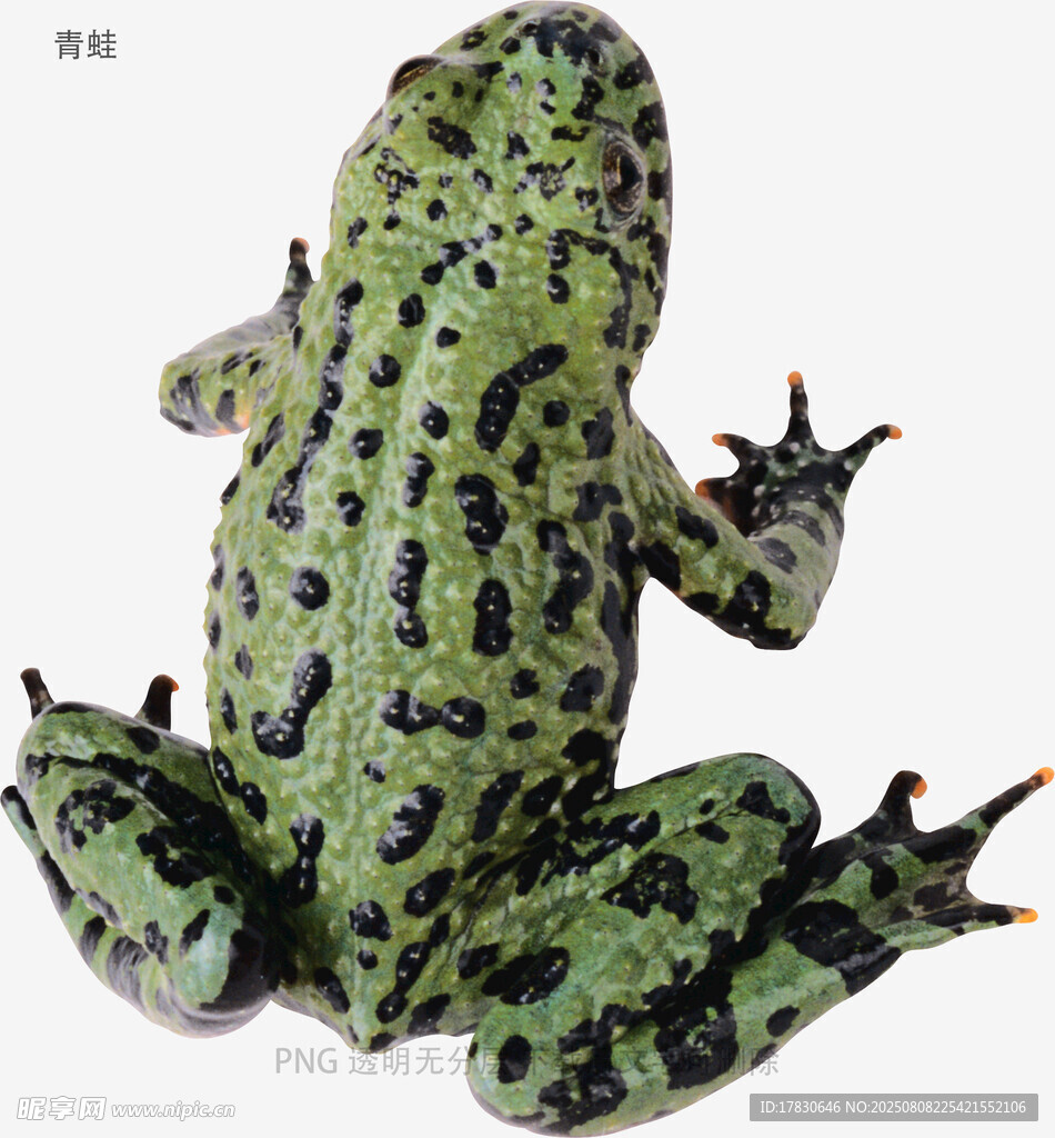 青蛙