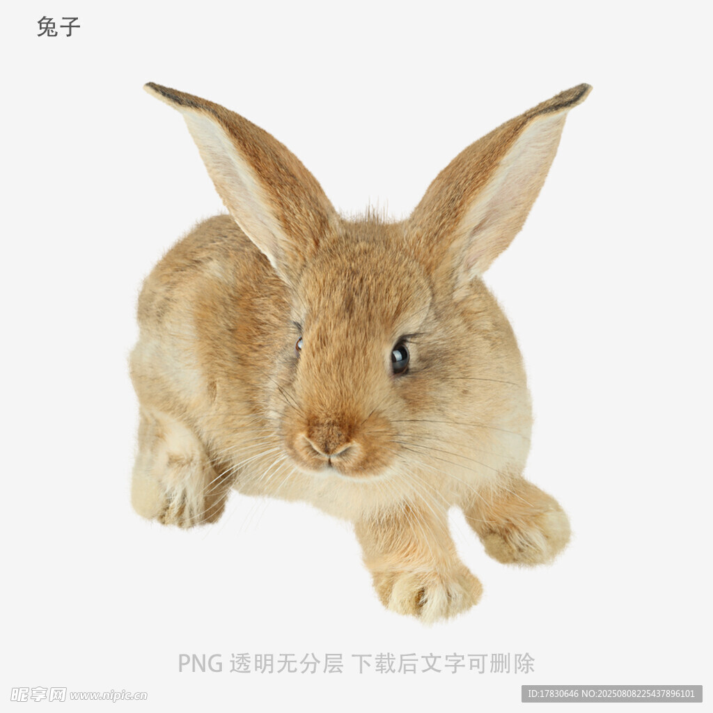 兔子