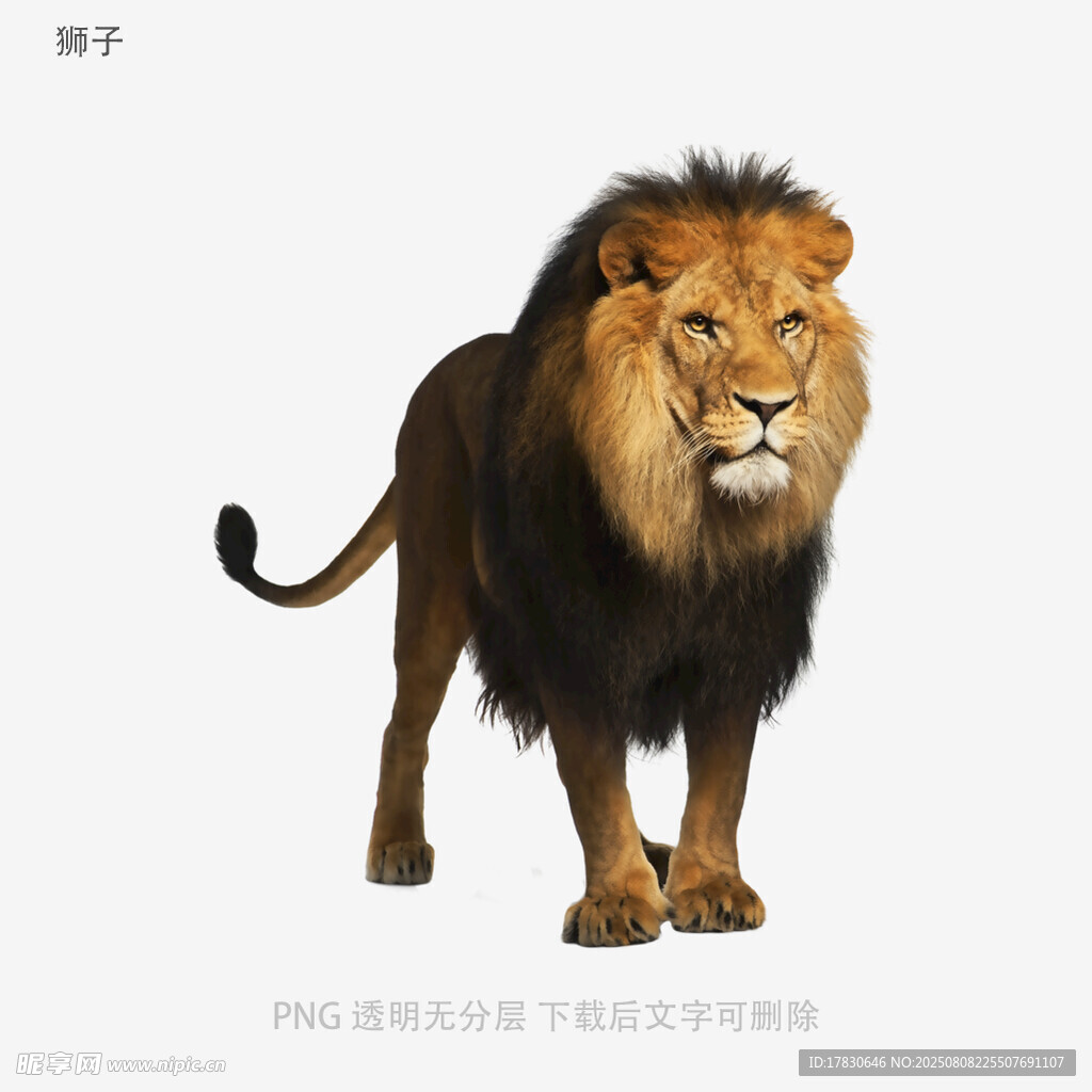 狮子