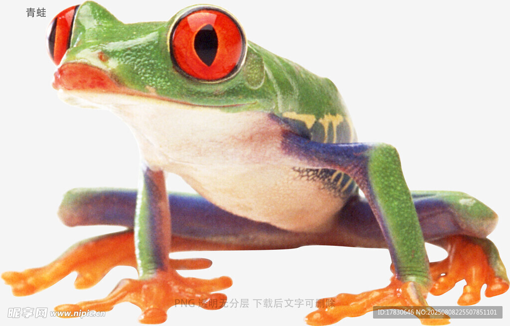 青蛙