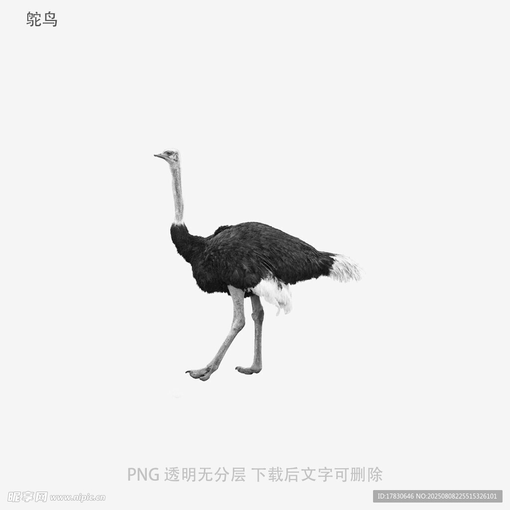 鸵鸟