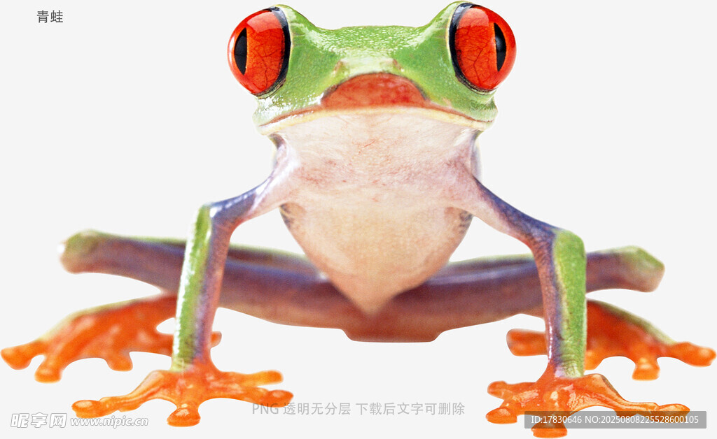 青蛙