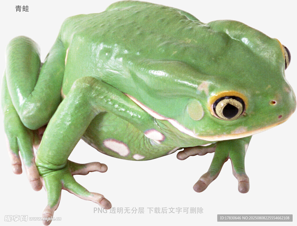 青蛙