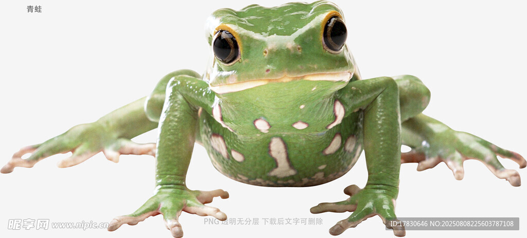 青蛙