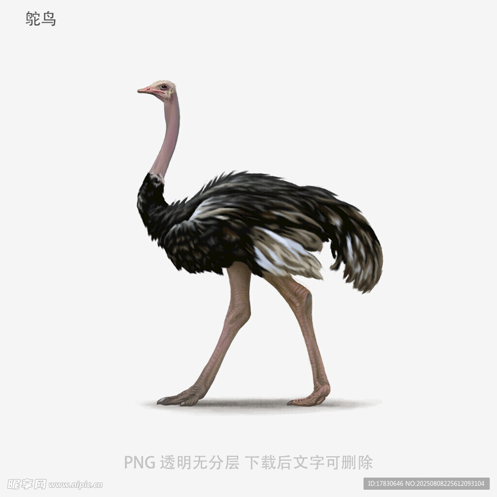 鸵鸟