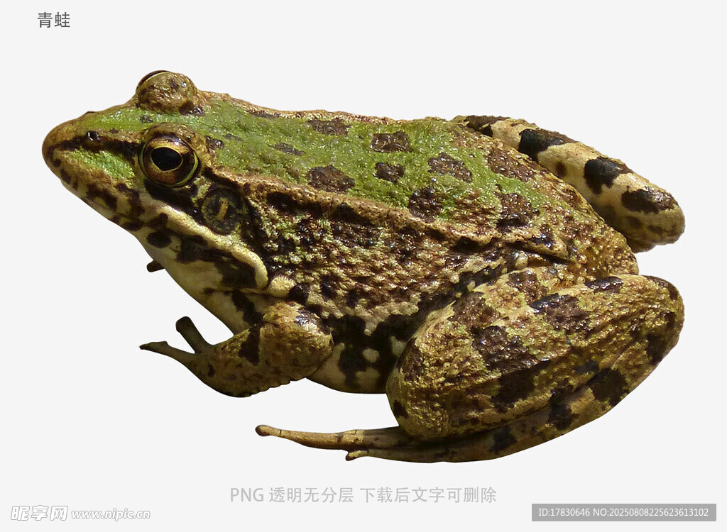 青蛙
