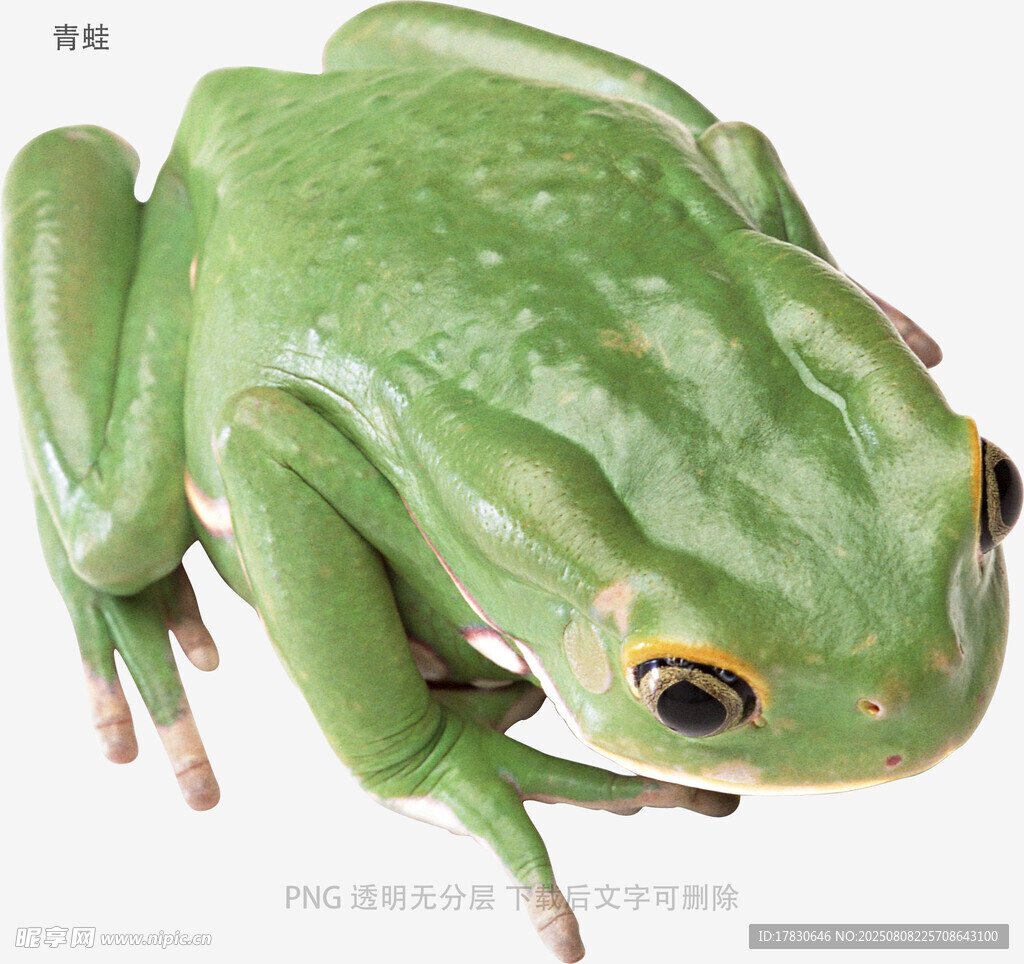 青蛙