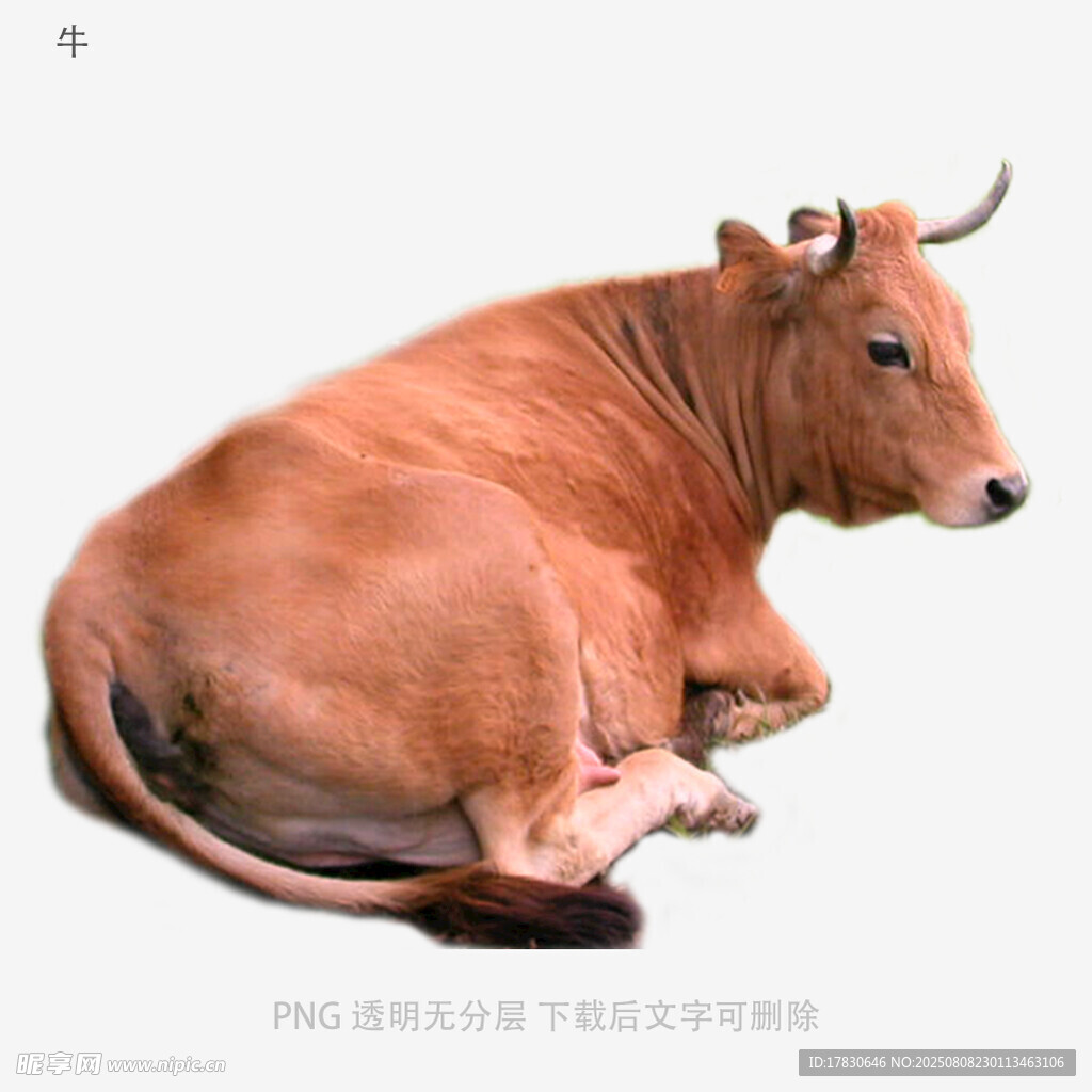 牛