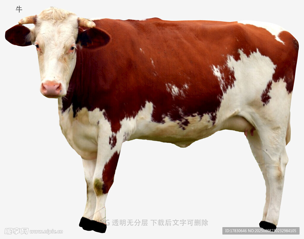 牛