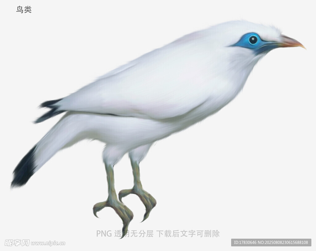 鸟类
