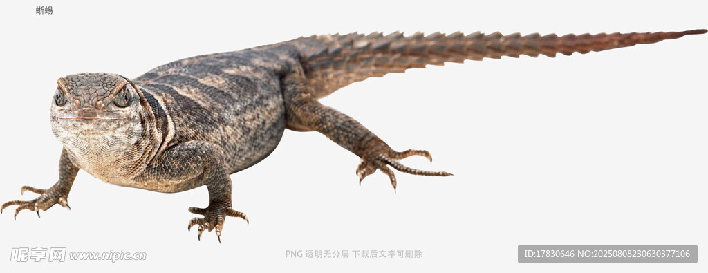 蜥蜴