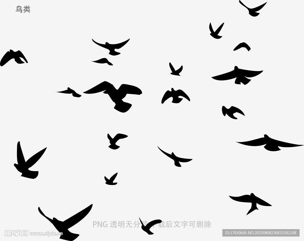 鸟类