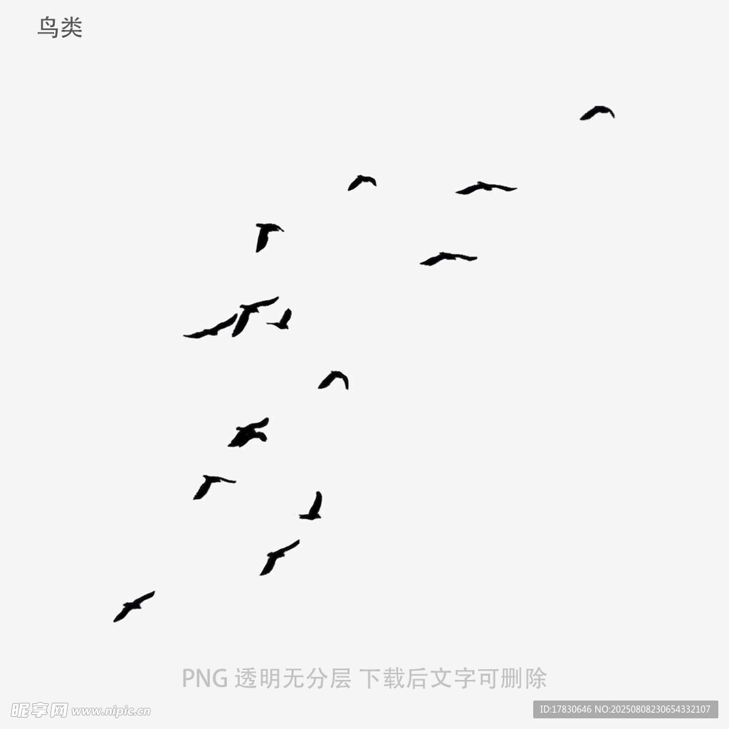 鸟类