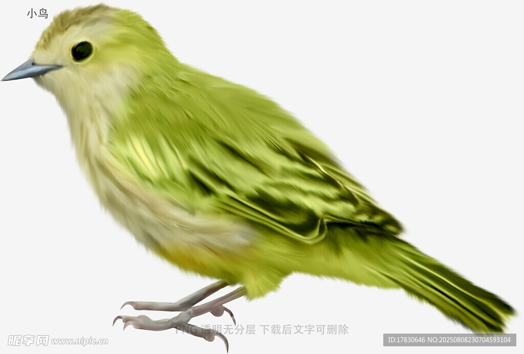 小鸟