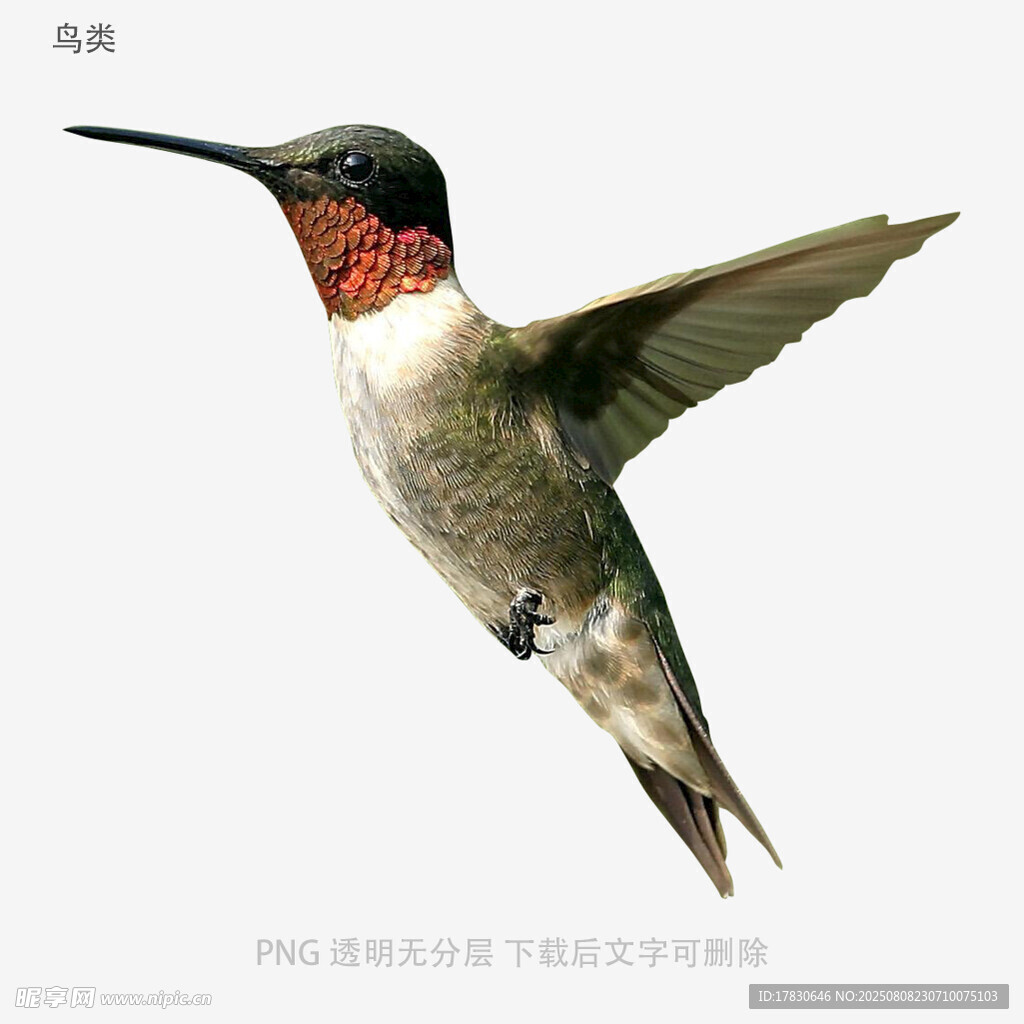 鸟类