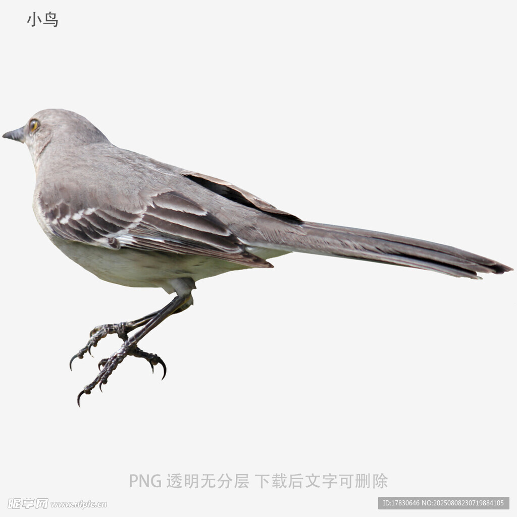 小鸟