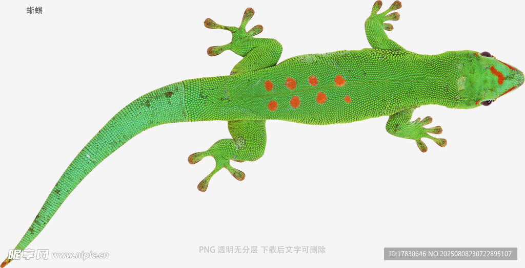 蜥蜴