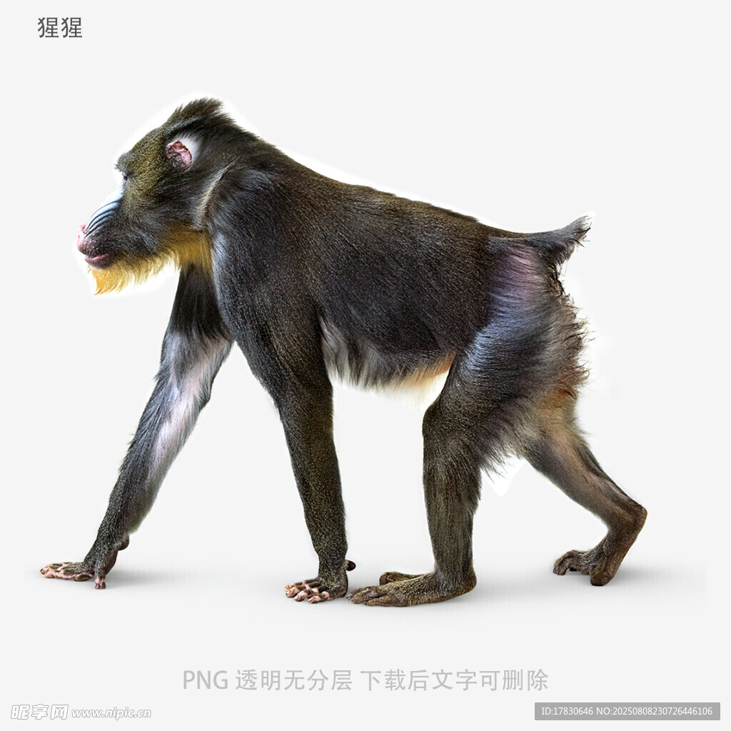 猩猩