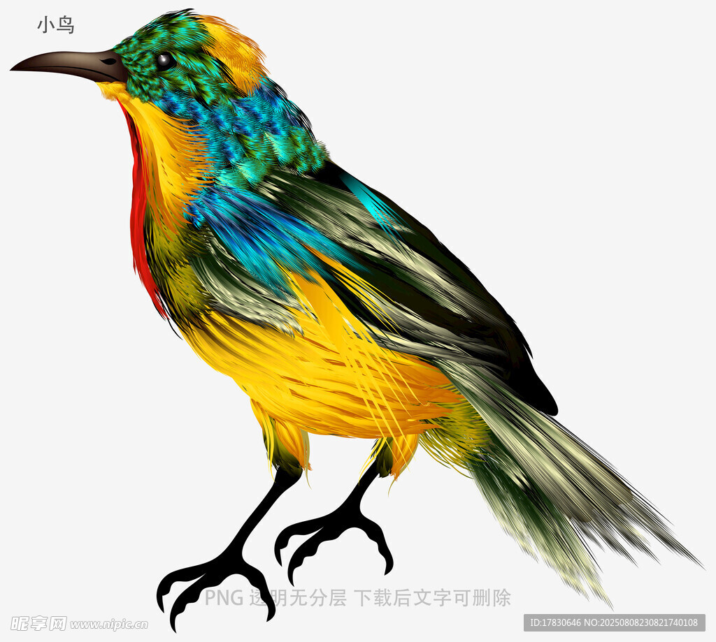 小鸟