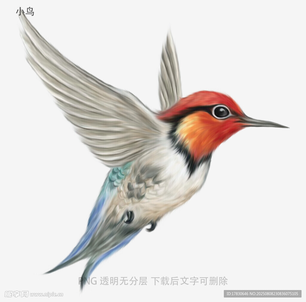 小鸟
