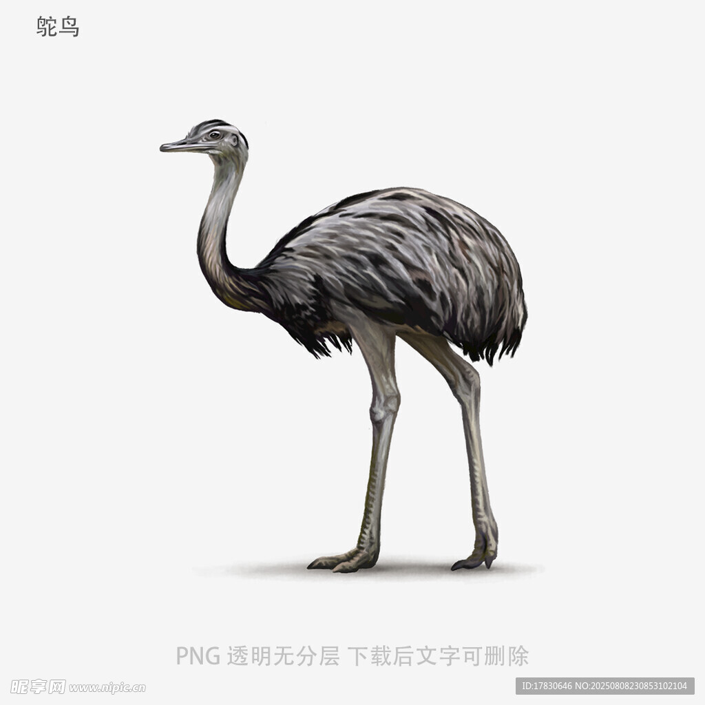 鸵鸟