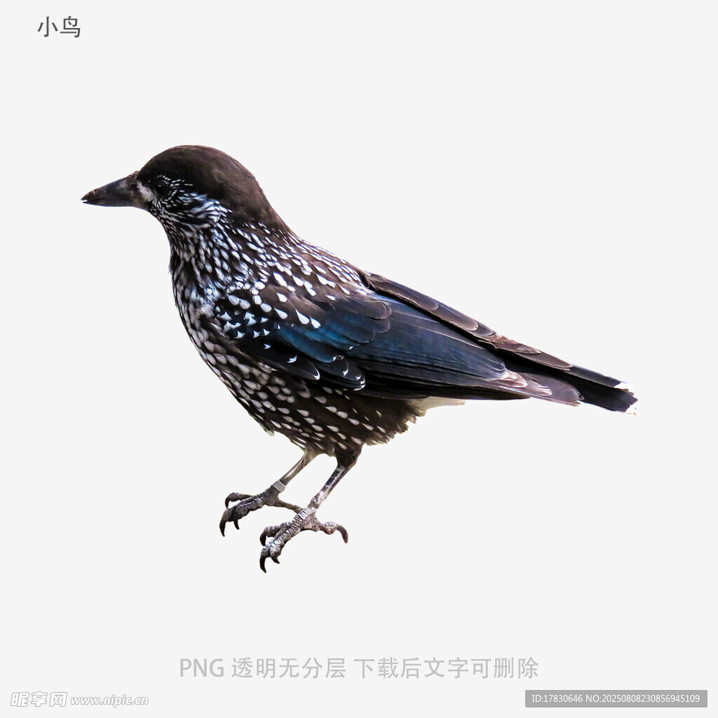 小鸟