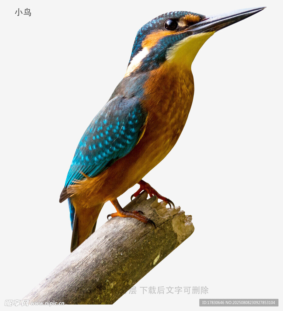 小鸟
