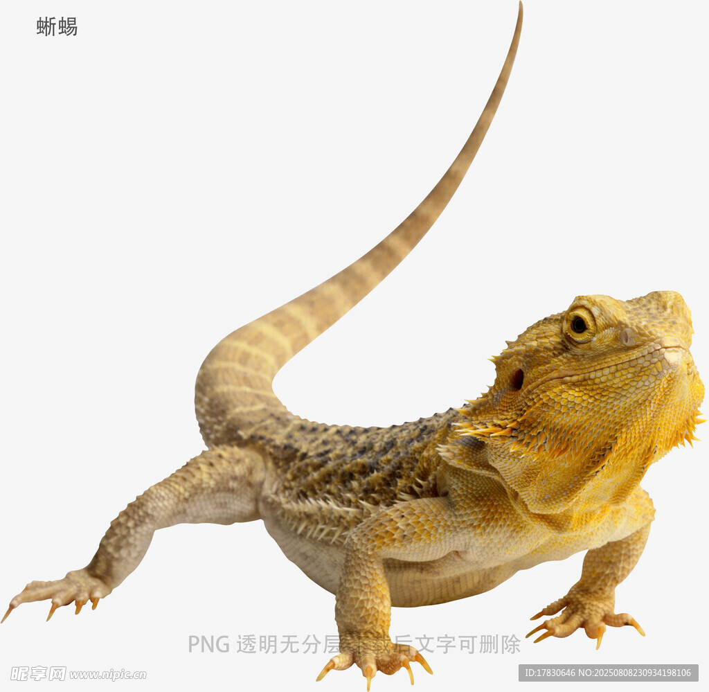 蜥蜴