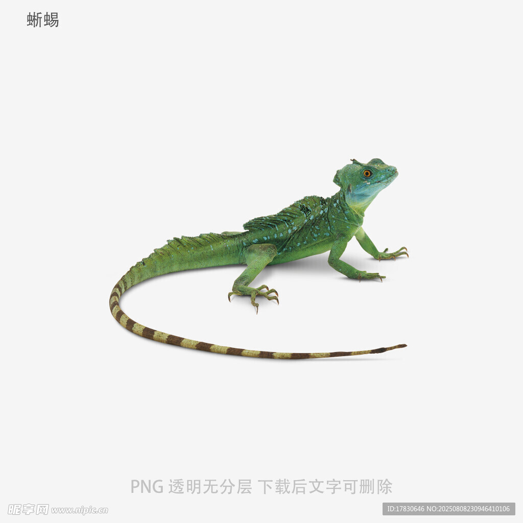蜥蜴