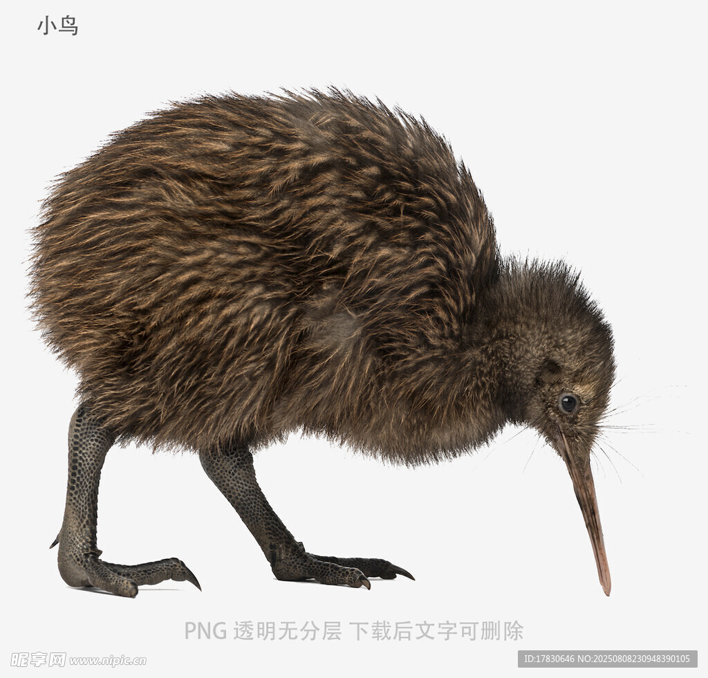 小鸟