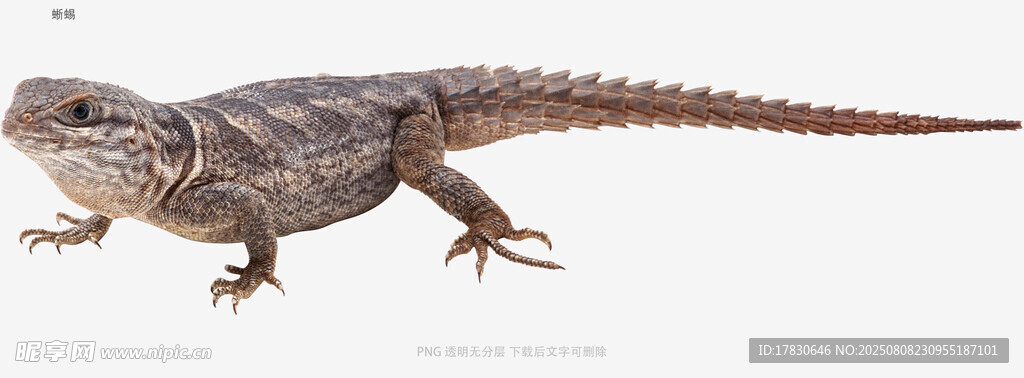 蜥蜴