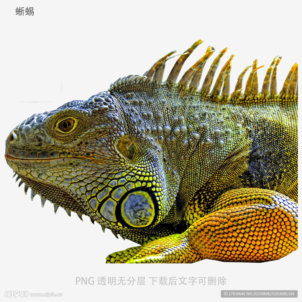 蜥蜴