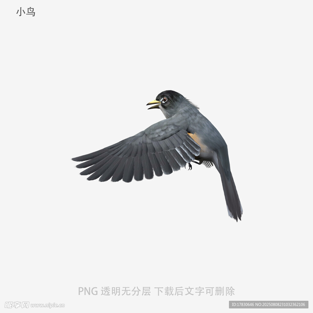 小鸟