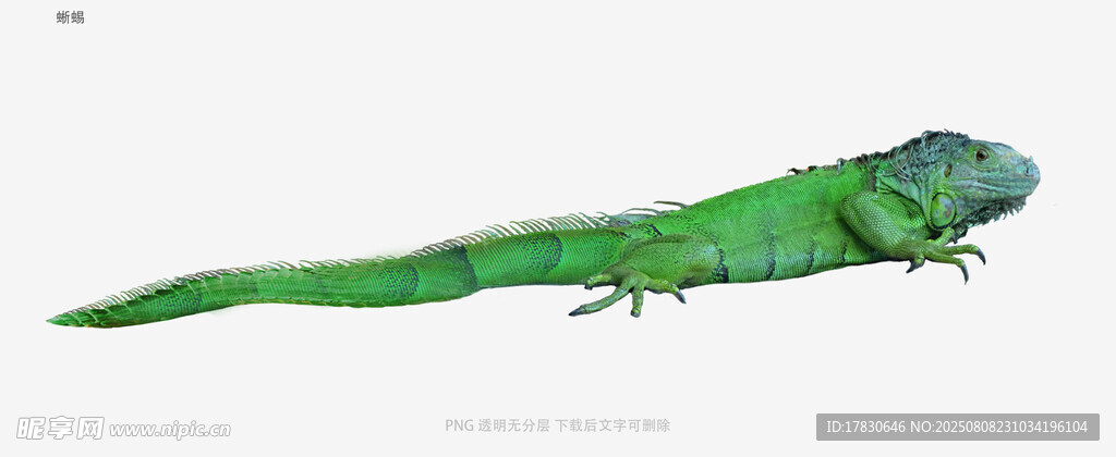 蜥蜴