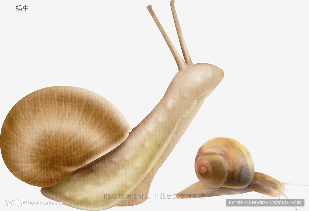 蜗牛