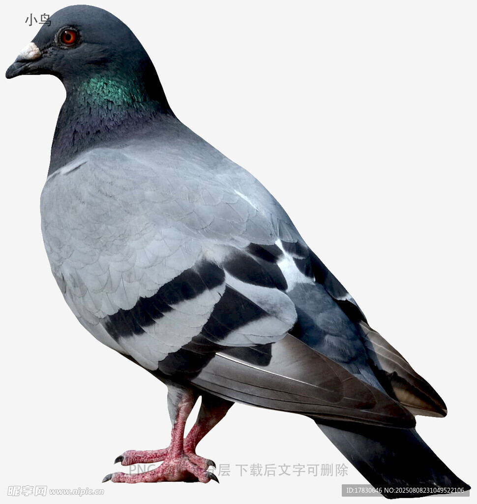 小鸟
