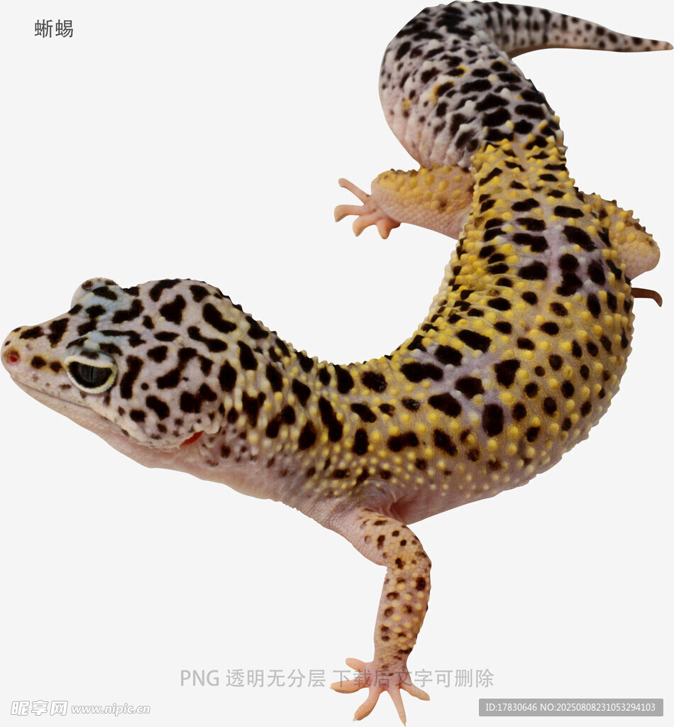 蜥蜴