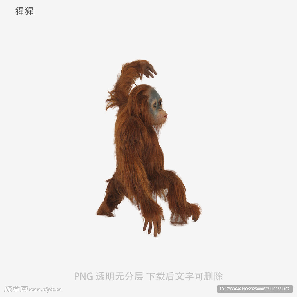 猩猩