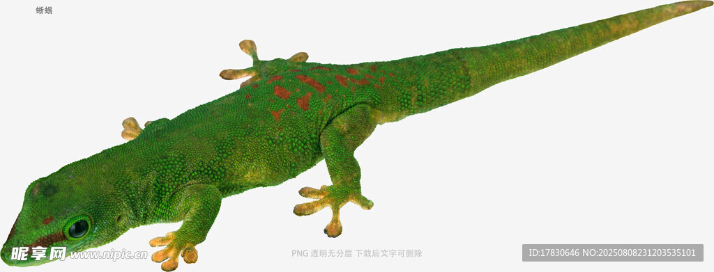 蜥蜴