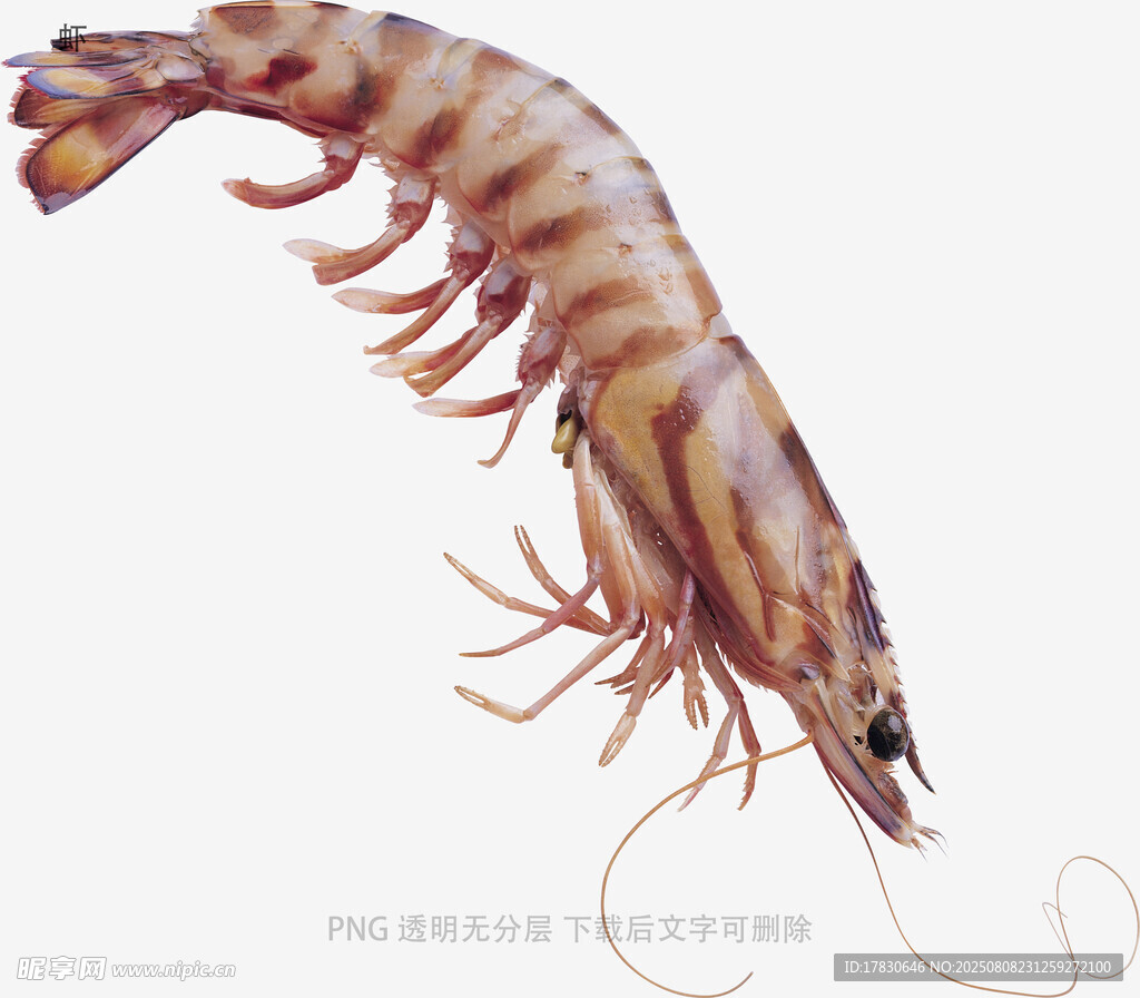 虾