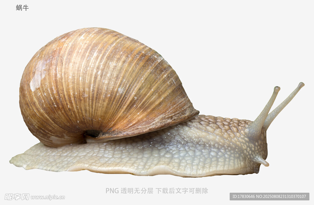 蜗牛