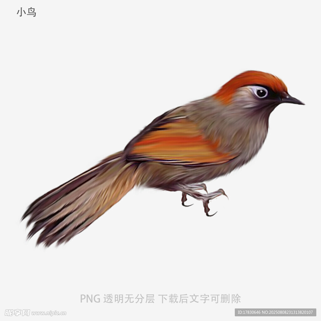 小鸟