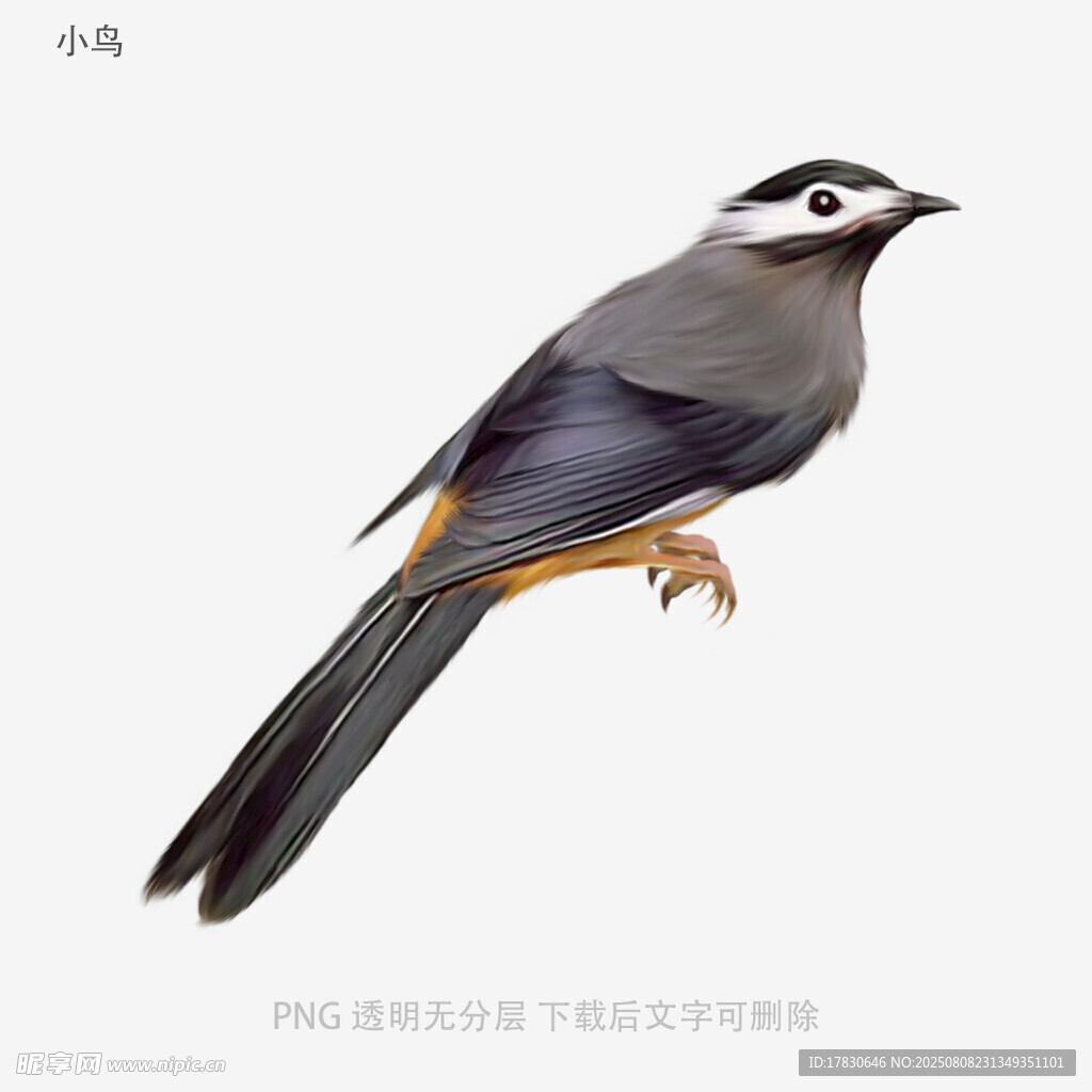 小鸟