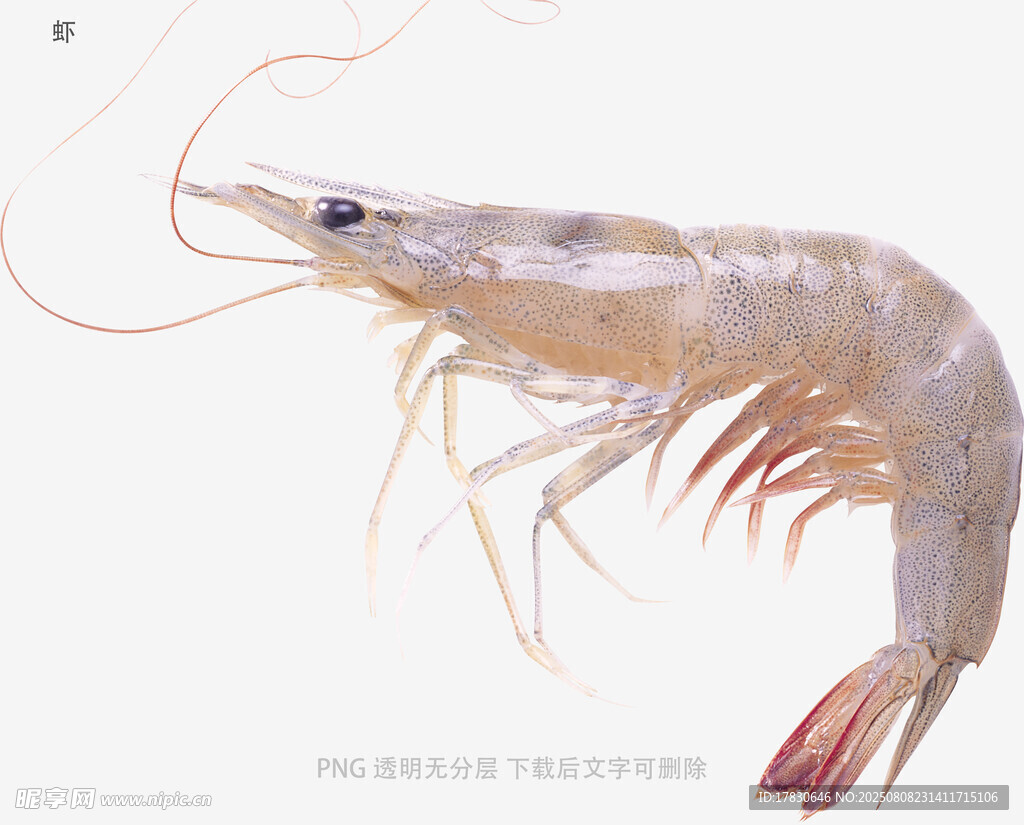 虾