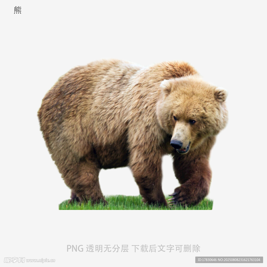 熊
